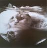 Fotografije mačk iz namiznega koledarja