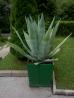Kaktus (agava) v velikem loncu/zaboju