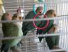 agapornisi rosaicollis-love birds