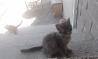 male igrive muce