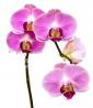 Podarim orhideje, razne barve