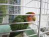Agapornis podarim