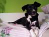 MISCHA