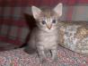 male mucke