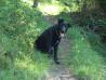 črn labradorec (mešanec) 1,5 let