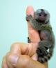 Baby silkesapa apor för antagande.