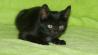 mucki črni mačji mladiči (3samičke in 2samčka)