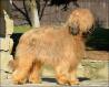 Briard, puppies with pedigree FCI