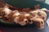Darila English buldog