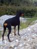 Doberman samička