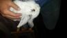 Bel zajček