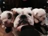 Bulldog Pups