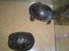 2 želvice z akvarijem