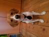 Beagle Liam