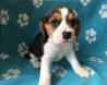 Mladički beagle so na voljo za prodajo