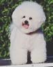 Bishon Frise