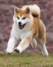 japonska akita inu