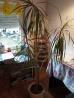 palma Dracena 175 cm, kot na sliki