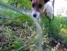 Psička Jack Russell moly