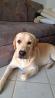Labradorec