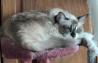 Ragdoll - par