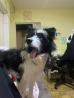 Dolgodlaka psička (mešanček Border collie/terier)
