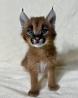 caracal