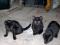 Črni mačkoni