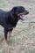 Tiki - ROTTWEILER mix