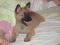 BELGIJSKI OVČAR -  malinois