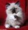 Iščem mačka pasme birman ali ragdoll