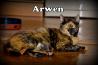 Mačja diva - Arwen