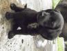 Psička in psičko, mešančka med labradorcem in brak jazbečarko