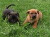 Kratkodlaki psi mešančki - manjše rasti