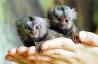 Baby marmozetkah opice za sprejetje