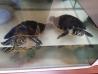 Dve želvi rumenovratki, akvarij in pretočno pumpo