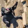 Samičke mešanke cane corso z kraškim ovčarjem in bernskim planšar