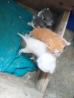 odam macko ter njene mladice
