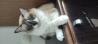 Ragdoll - par