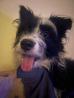Dolgodlaka psička (mešanček Border collie/terier)