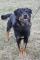 Tiki - ROTTWEILER mix