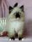 Iščem mačka pasme birman ali ragdoll