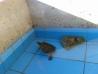 2 vodni želvi