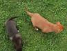 Kratkodlaki psi mešančki - manjše rasti