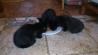 Tri mlade črne mačke