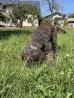 rjav Lagotto Romagnolo Srečko