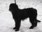 mladiček pasme Briard-francoski ovčarski pes