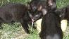 mucki črni mačji mladiči (3samičke in 2samčka)