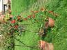 Cotoneaster acuminatus