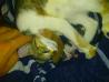 Dve  3 mesece stari muci-UDOMAČENI(mačje stranišče,mačja hrana)